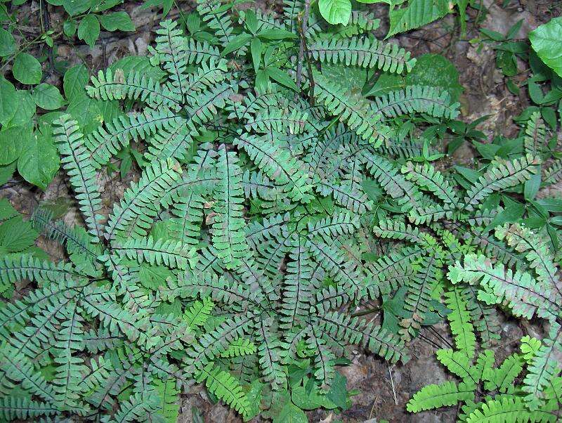 Image of Northern maidenhair fern