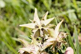 صورة Pachycarpus coronarius E. Mey.