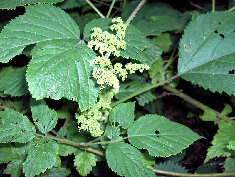 Image of American spikenard