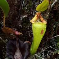 Image of Pitcher plant