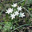 Imagem de Ornithogalum orthophyllum subsp. kochii (Parl.) Zahar.