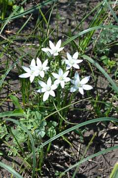 Image of Ornithogalum orthophyllum subsp. kochii (Parl.) Zahar.