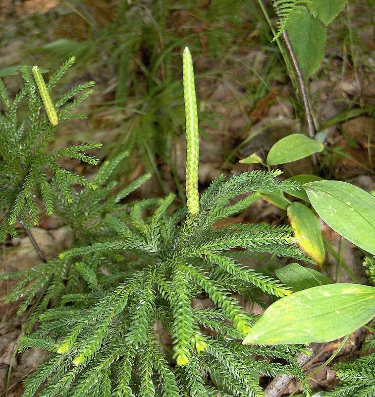 Image of clubmoss