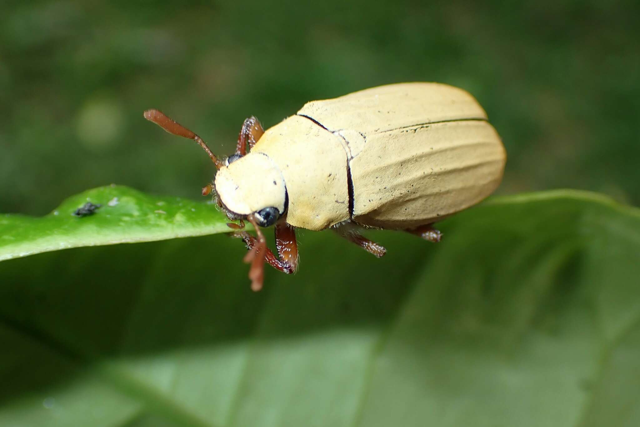 Imagem de Cyphochilus apicalis Waterhouse 1867