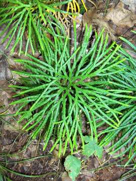 Image of fan clubmoss