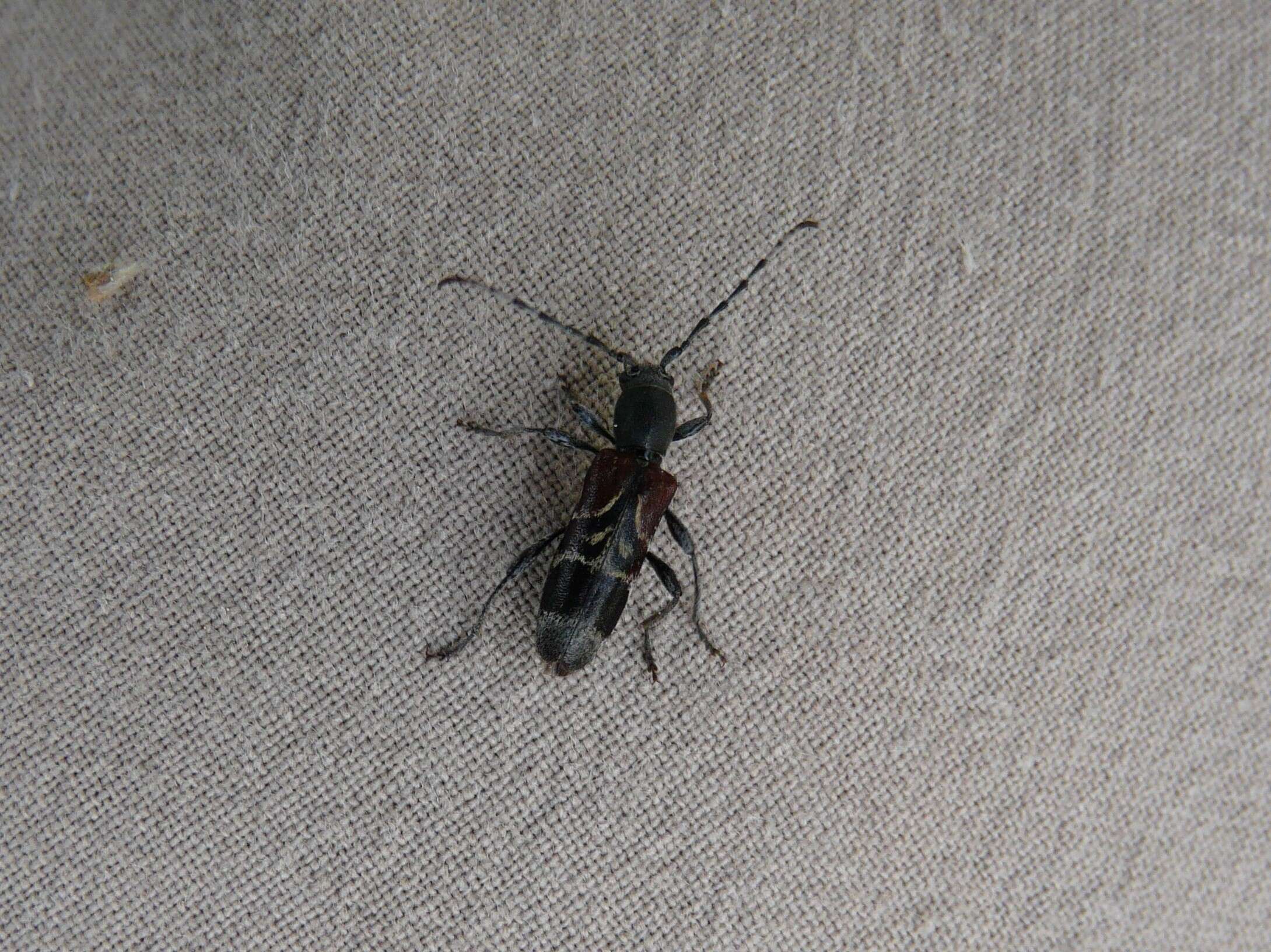 Image of grey-coated longhorn beetle