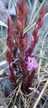 Imagem de Striga gesnerioides (Willd.) Vatke