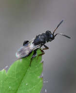 Image of Haltichella rufipes (Olivier 1791)