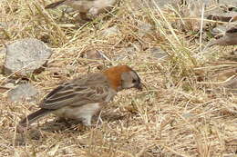 Image of Speckle-fronted Weaver