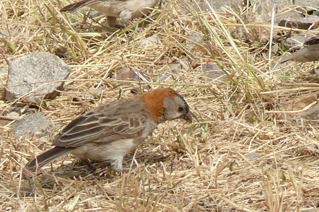 Image of Speckle-fronted Weaver