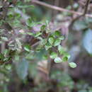 Image of Cudrania cochinchinensis (Lour.) Yakuro Kudo & Masamune