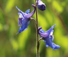 Image of Carolina larkspur