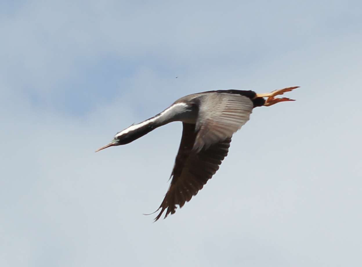 Image of Spotted Shag