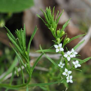 Image of Thesium alpinum L.