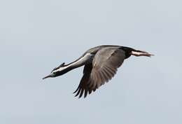 Image of Spotted Shag