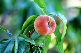 Image of Prunus persica var. platycarpa