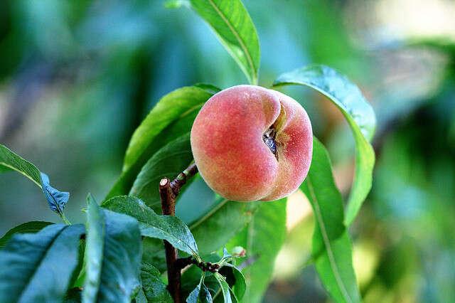 Image of Prunus persica var. platycarpa