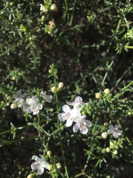 Image of Westringia rigida R. Br.