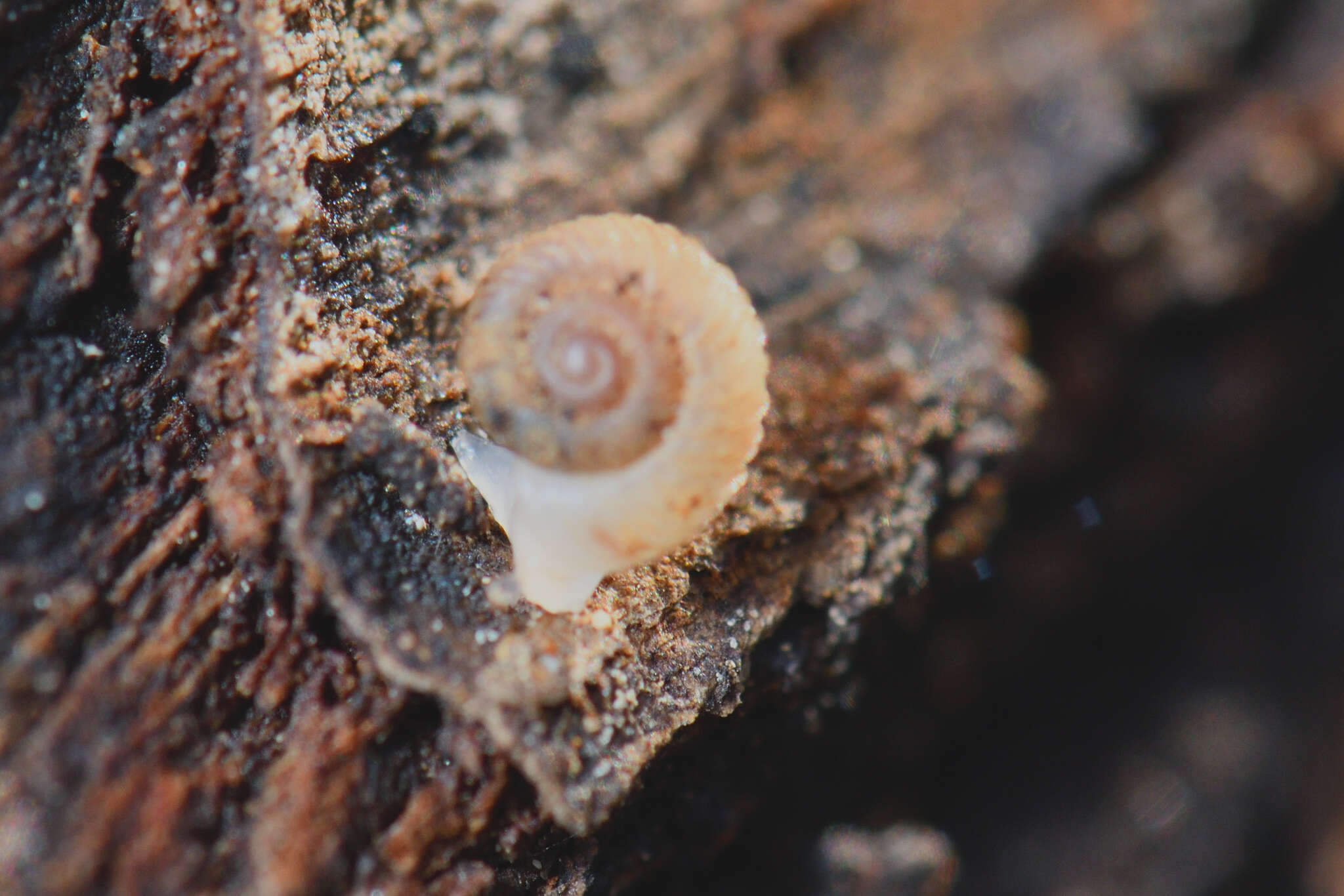 Image of ribbed grass snail