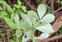 Sivun Litsea rotundifolia var. oblongifolia (Nees) C. K. Allen kuva