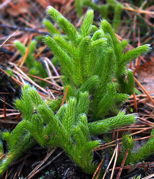 Image of Stag's-horn Clubmoss