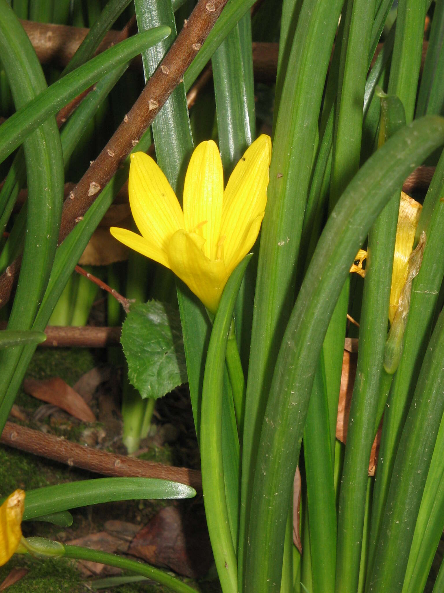 Image of winter daffodil