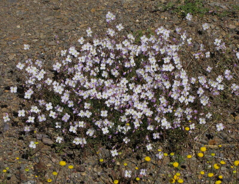 Imagem de Heliophila deserticola Schltr.