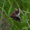 Image of Short-lined Chocolate