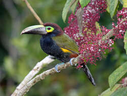 Image of toucans