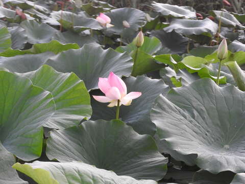 Image of sacred lotus