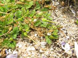 Слика од Erodium maritimum (L.) L'Her.