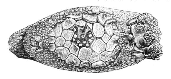 Image of Psolidae Burmeister 1837