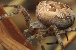 Image of Garden spider