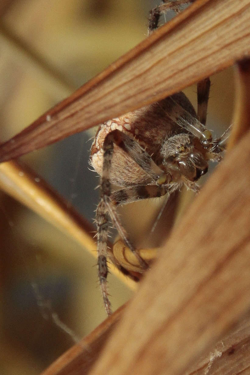 Image of Garden spider