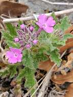 Image de Glandularia tumidula (L. M. Perry) Umber