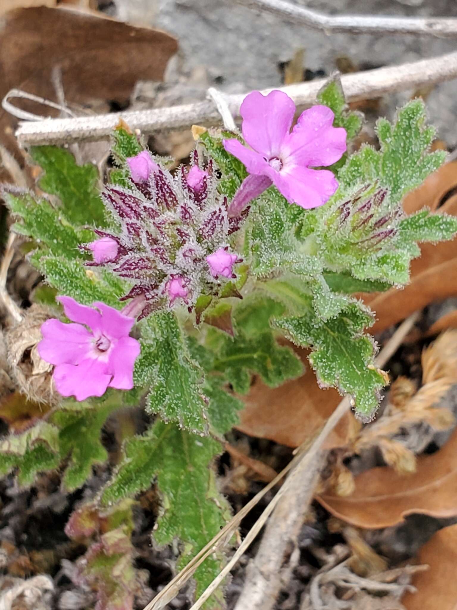 Plancia ëd Glandularia tumidula (L. M. Perry) Umber