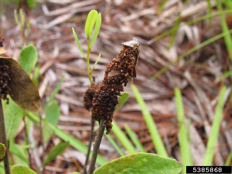 Image of Asimina webworm moth