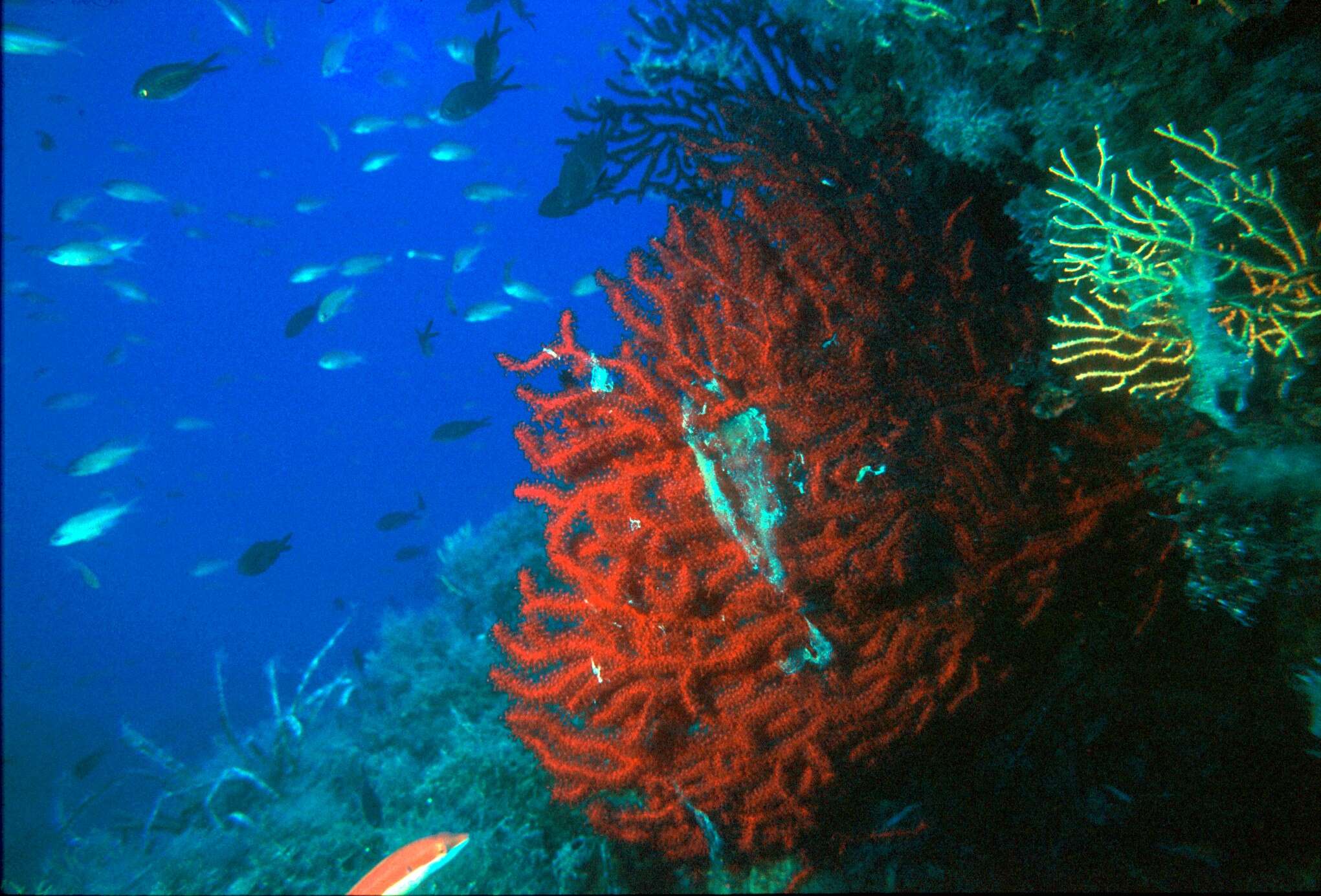 Image of chameleon sea fan