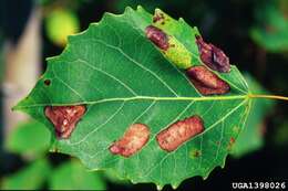 Phyllonorycter apparella (Herrich-Schäffer 1855) resmi