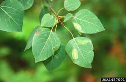 Image of Aspen Leaf Blotch Miner Moth