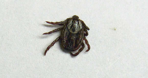 Image of Marsh tick