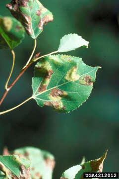 Phyllonorycter apparella (Herrich-Schäffer 1855) resmi