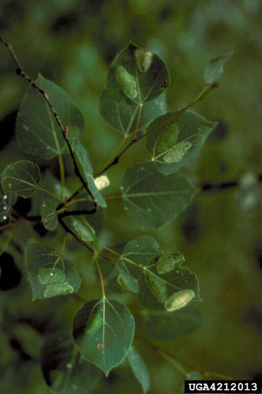 Image of Aspen Leaf Blotch Miner Moth