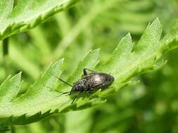 Orthocephalus coriaceus (Fabricius 1777) resmi