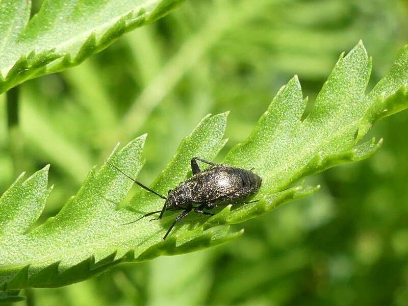 Слика од Orthocephalus coriaceus (Fabricius 1777)