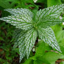 Слика од Lamium galeobdolon subsp. flavidum (F. Herm.) Á. Löve & D. Löve