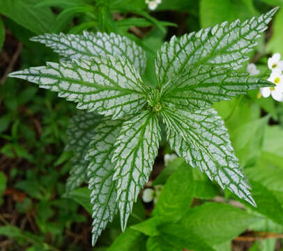 Слика од Lamium galeobdolon subsp. flavidum (F. Herm.) Á. Löve & D. Löve