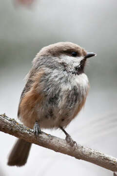 Image de Mésange à tête brune