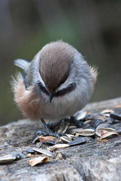 Image of chickadees and titmice