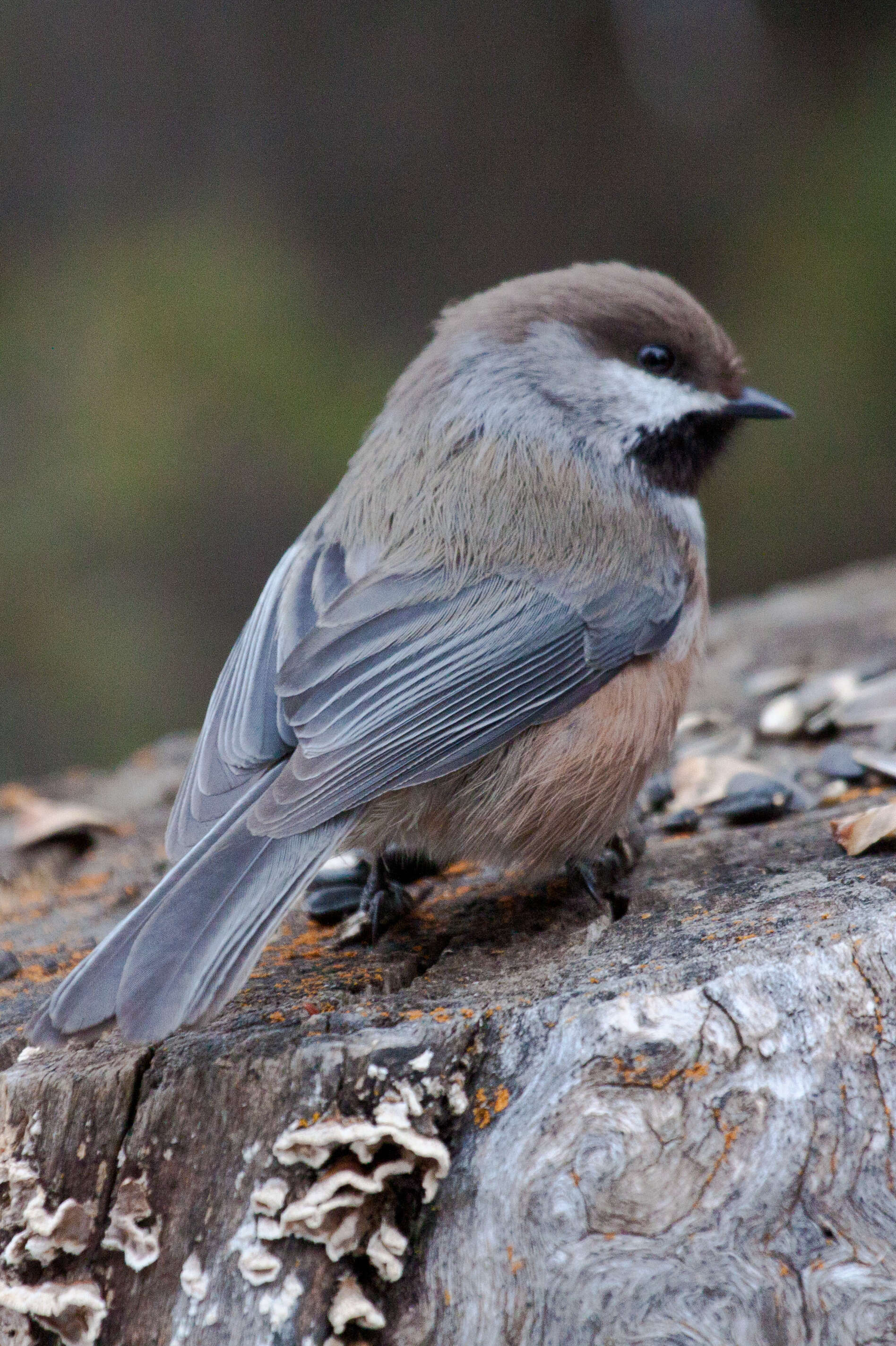 Image de Mésange à tête brune